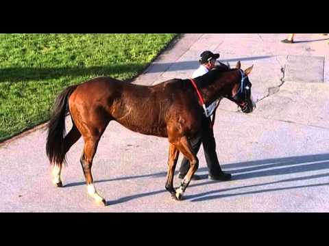 Belmont Park, 07/05/2016 - Race 7 - CHASING CHAOS - Brad McDougall & Tayla Stone