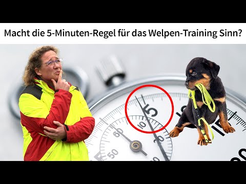 Welpen erziehen ✔️ ➡️ Macht die 5-Minuten-Regel für das Welpen Training Sinn?