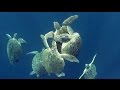 Sea Turtles (HD) | JONATHAN BIRD'S BLUE WORLD