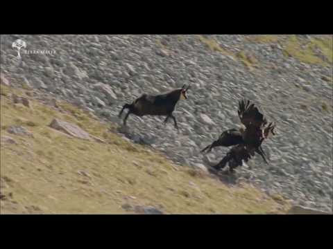 Fou, un aigle royal attaque un chamois !