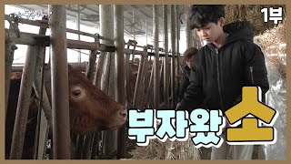 [나는 농부다 380회 1부] 소 키우랴? 삼형제 키우랴? '음메'한 하루