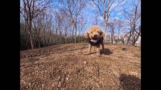 뚜띠의 개껌먹방