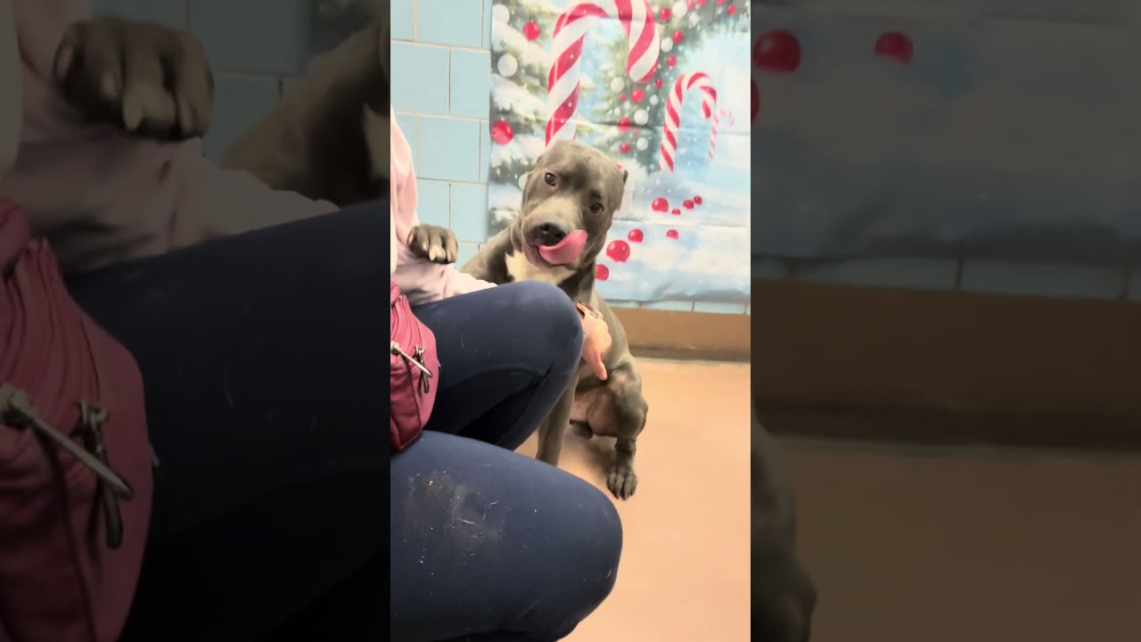 Duluth, a ADOPTABLE Pit Bull Terrier in Chicago, IL video 5/5