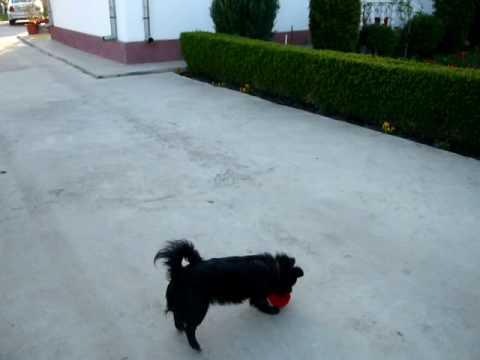 CATEL DE RIPICENI GEX DOG OF THE YEAR 2009