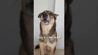 おはようまるちゃん🌞#雑種犬 #雑種 #保護犬 #犬のいる暮らし #いぬのいる生活 #犬のいる生活 #保護犬との暮らし #愛犬