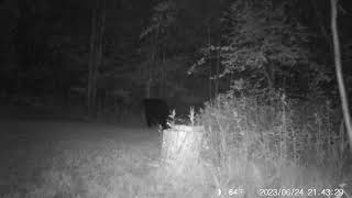 bear lawn