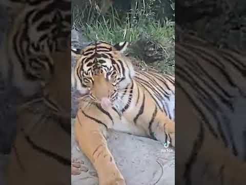 Tigrul cel mai frumos Animal ! Dar și cel mai fioros dintre Animale 🕊