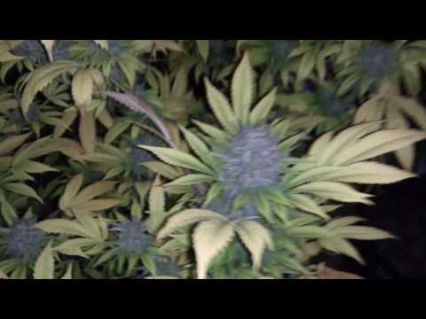 710 seed bank video