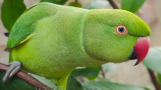 Baby parrot eating guava 😘 Tote ki awaz 🦜 talking parrot Mithu 💯