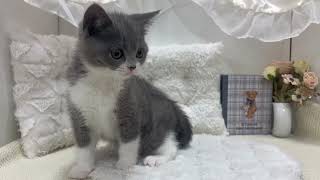 ブリティッシュショートヘアの動画01