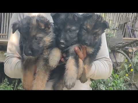 German shepherd full double coat male puppy avabile location ganj basoda dist Vidisha m p 9098740288