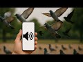 Play This Sound To Attract Birds To You