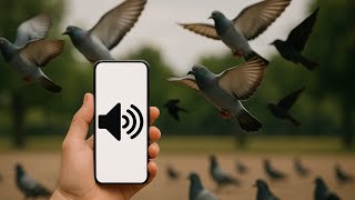 Download lagu Mainkan Suara Ini untuk menarik Burung ke arah Anda! mp3 Download lagu Mainkan Suara Ini untuk menarik Burung ke arah Anda! mp3