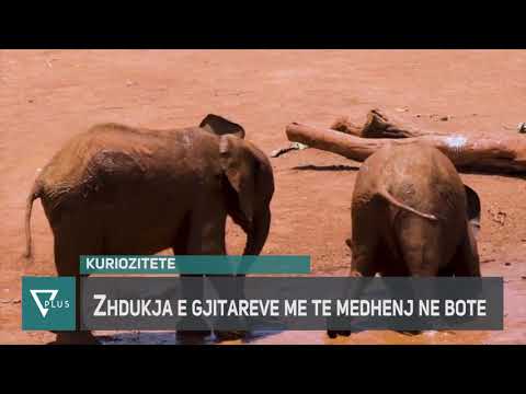 INFO+ - 400 elefantë ngordhin në mënyrë misterioze - Vizion Plus