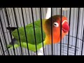 Lovebird Ngekek Panjang Durasi 2 JAM Lovebird Burunglovebird Kicaumania