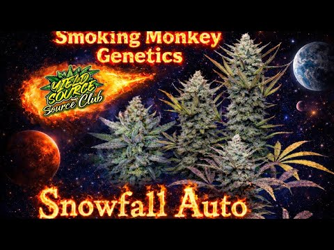 Snowfall Auto. Autoflowers of the future!