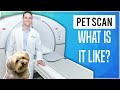PET Scan: What Is It Like? (2020)