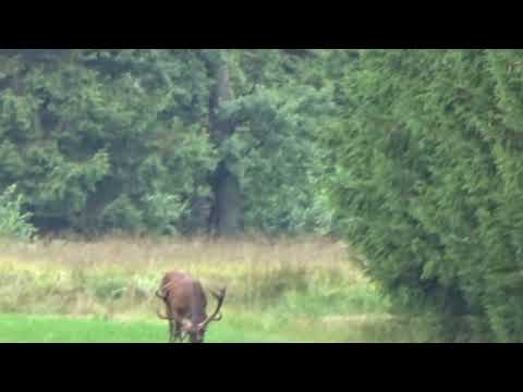 Kein Kreuz, aber ein Geäst im Geweih (Teil 1)