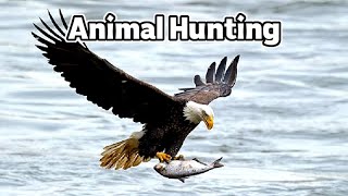 Listen, See and Think: Episode 745 (Animal Hunting)