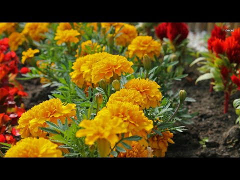 05 Giant merrygold,(genda) flower video by Gurjit Singh s.2017
