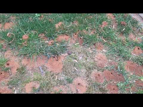 Digger Bees Populate the Backyard in Rumson, NJ