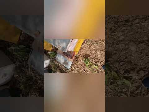 Пчеловодство. Интересное  о пчёлах. Как собирают пчелиный яд в индии! #Пчельный_яд #Shorts