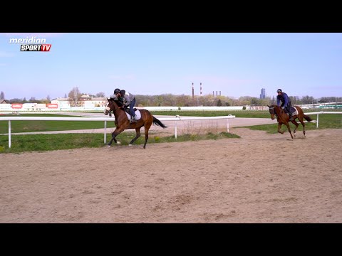 BEOGRADSKI HIPODROM VAS ZOVE: Otvara se sezona trkačkih dana | Đorđe Perović