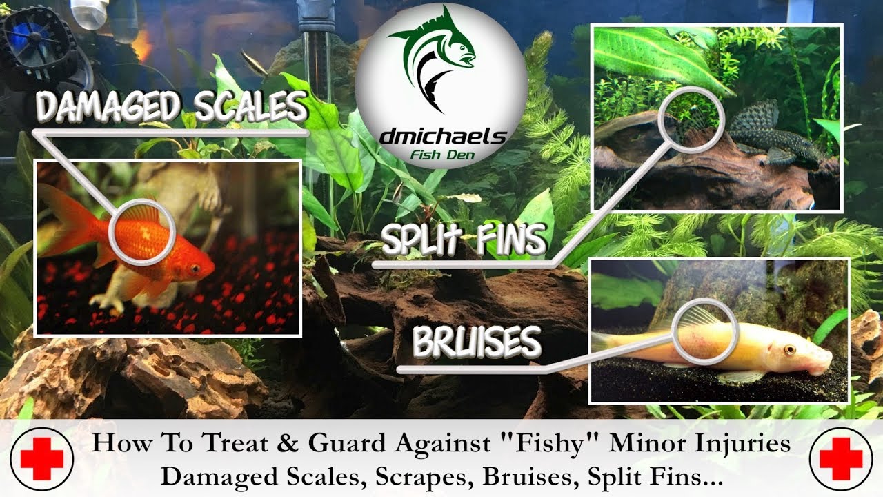 How do I know which betta fish to buy? Tipseri