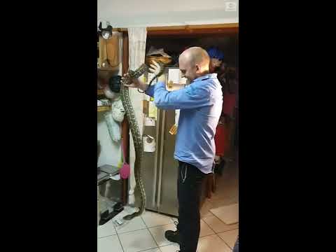 オーストラリアで巨大なニシキヘビがヘビ捕りの顔に向かって突進していく様子が公開されました。 (Huge python lunges at snake catcher's face in Australia | ABC News)