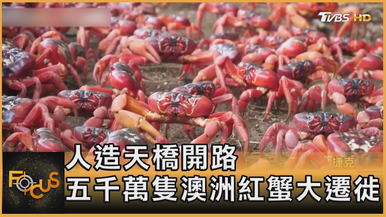 人造天橋開路 五千萬隻澳洲紅蟹大遷徙