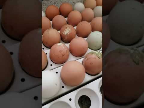 Chicken eggs are starting to pip.