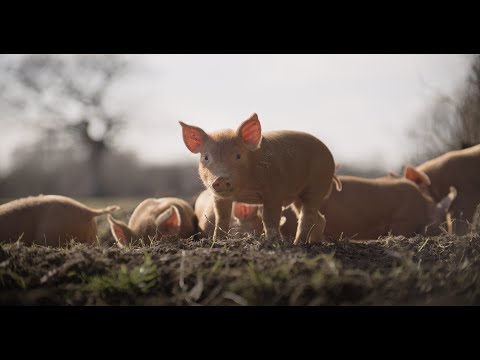 Trailer filmu Dzikość
