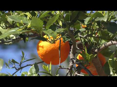 Port de Soller Village 2016 - Mallorca (4k)