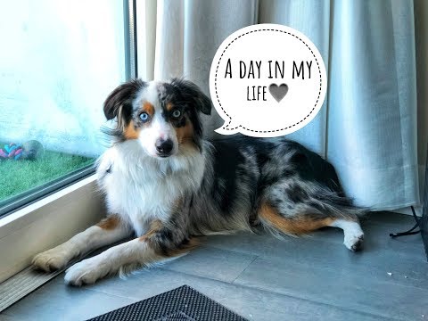 A day in the life of my mini Aussie
