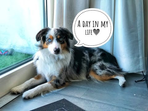 image-How much does a mini Aussie cost?