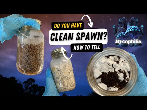 Do you Have "Clean Spawn"?: Wet Rot, Hidden Contams, and How to Salvage Bacterial Spawn!