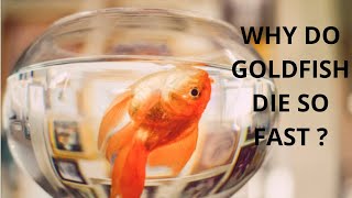 WHY GOLDFISH DIE QUICKLY 🤔| How to stop goldfish from dying too soon? | What are the reason behind ?