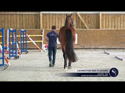 LEXINGTON DES FLAGUES