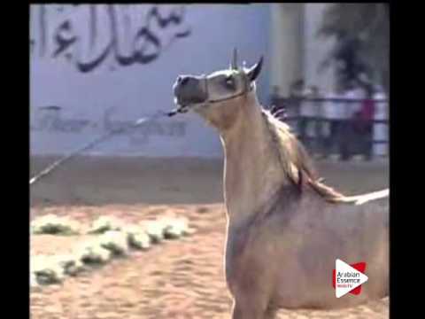 N.172 SQ SHERAZ - Ajman 2016 - Colts 1 year old (Class 7B)
