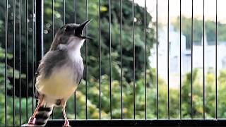 Download lagu suara burung CIBLEK GACOR NGEBREN Pancingan Ciblek Semi bahan jadikan ciblek kristal gacor Tarung mp3