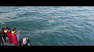 white nosed Dolphins in Iceland 4th Nov 2023