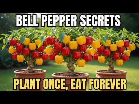 7 Secrets to Growing Infinite Bell Peppers (No Digging!!)
