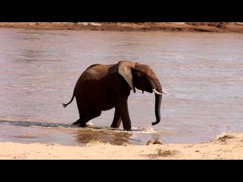Elephant Crossing Uaso Nyiro River in Samburu, Kenya