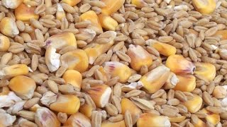 Как готовить пшеницу для прикормки