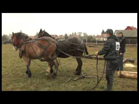 DITRÓI RÖNKHÚZÓ VERSENY 2015 1. rész