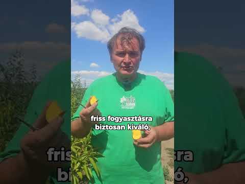 Sandwich Gelb őszibarack
