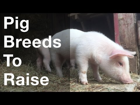 What Pig Breeds To Raise