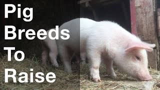 What Pig Breeds To Raise