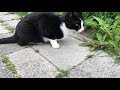Iedereen houdt van Poekie de kat op Rotterdam-Zuid!
