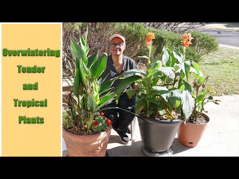 Overwintering Tender and Tropical Plants